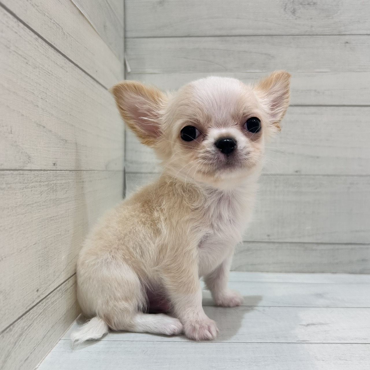 千葉県のチワワ(ロング) (ペピカあびこ店/2026年2月22日生まれ/男の子/クリームホワイト)の子犬の1枚目の画像