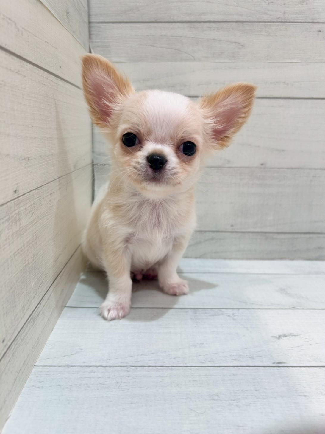 千葉県のチワワ(ロング) (ペピカあびこ店/2026年2月22日生まれ/男の子/クリームホワイト)の子犬の2枚目の画像