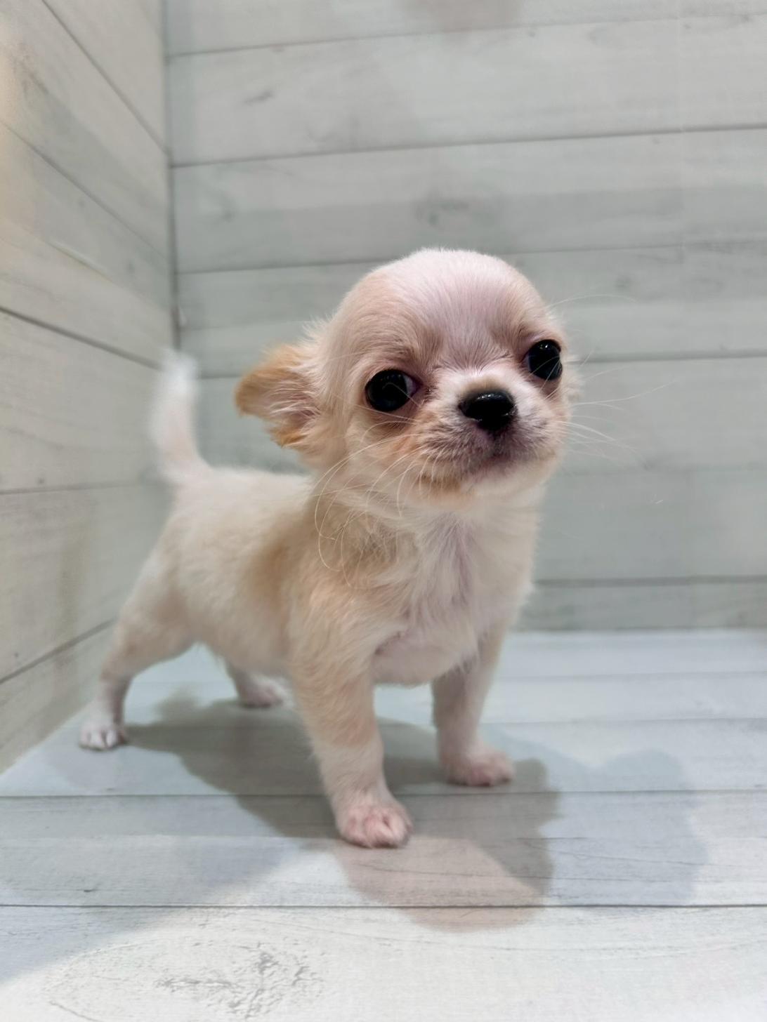 千葉県のチワワ(ロング) (ペピカあびこ店/2026年2月22日生まれ/男の子/クリームホワイト)の子犬の3枚目の画像