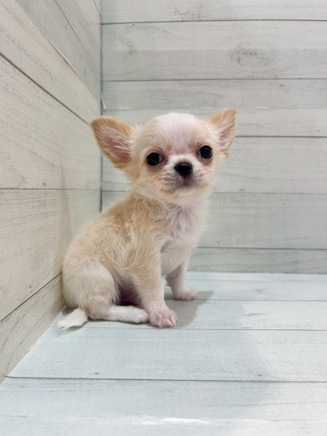 千葉県のチワワ(ロング) (ペピカあびこ店/2026年2月22日生まれ/男の子/クリームホワイト)の子犬の4枚目の画像