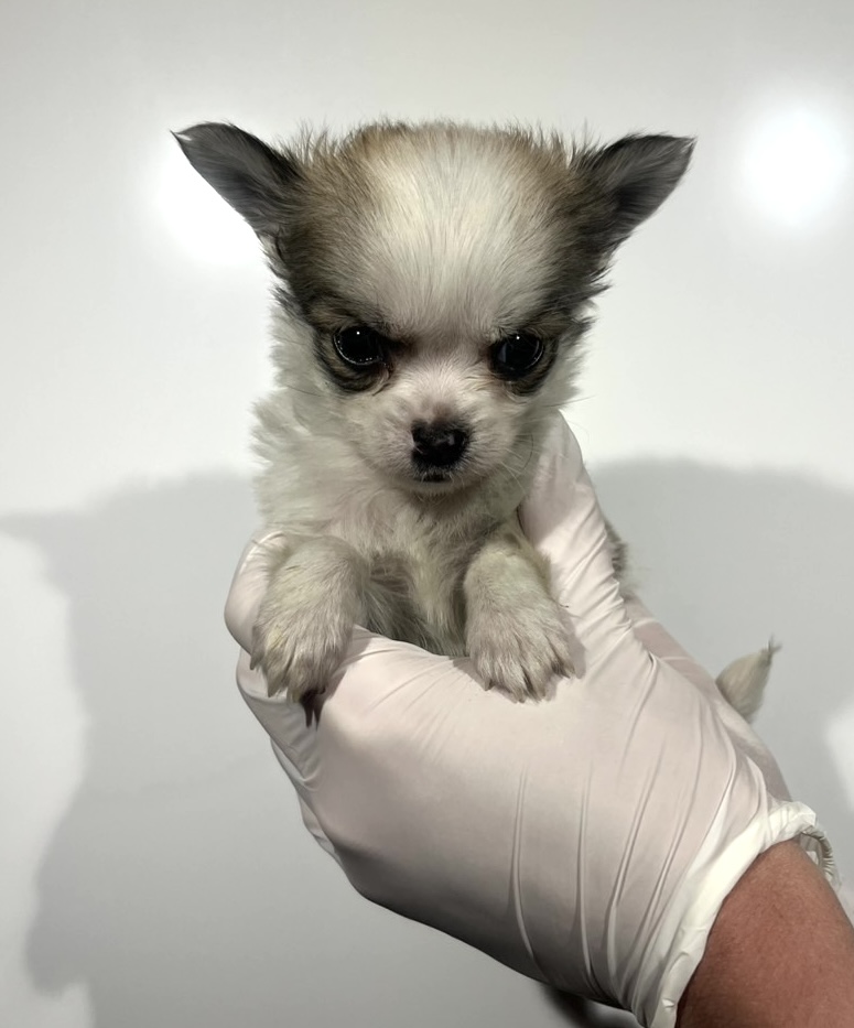 埼玉県のチワワ(ロング) (ペッツスマイル南中野店/2025年12月21日生まれ/男の子/フォーンホワイト)の子犬の1枚目の画像