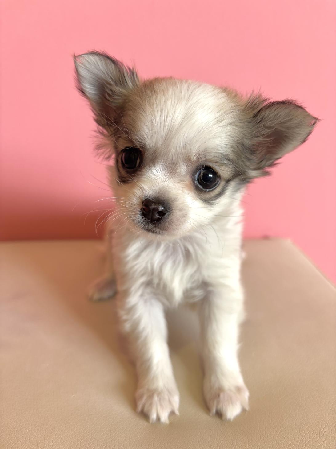 埼玉県のチワワ(ロング) (ペッツスマイル南中野店/2025年12月21日生まれ/男の子/フォーンホワイト)の子犬の1枚目の画像