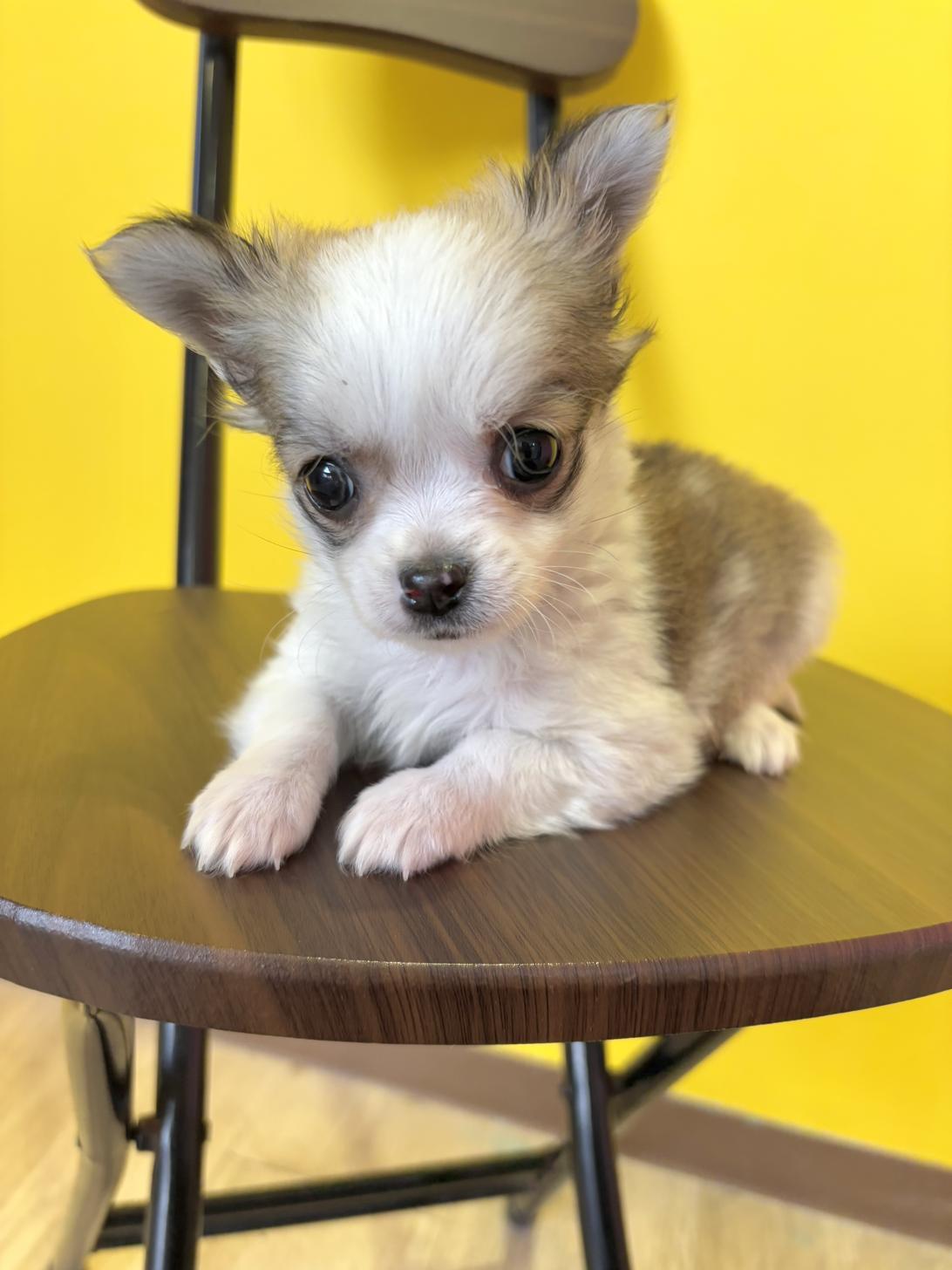 埼玉県のチワワ(ロング) (ペッツスマイル南中野店/2025年12月21日生まれ/男の子/フォーンホワイト)の子犬の2枚目の画像