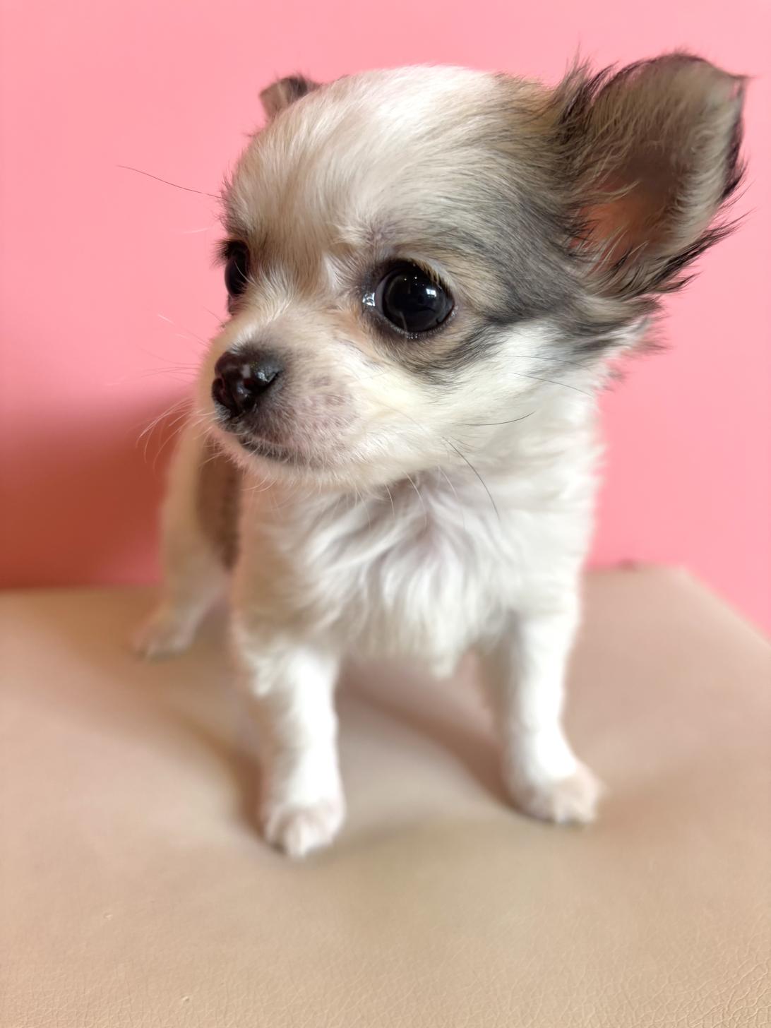 埼玉県のチワワ(ロング) (ペッツスマイル南中野店/2025年12月21日生まれ/男の子/フォーンホワイト)の子犬の3枚目の画像