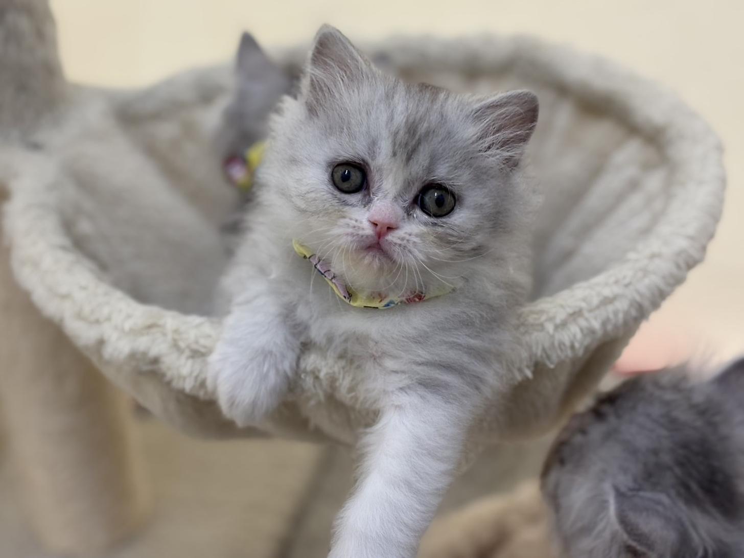 神奈川県のフォールデックス (Doggy Style 小田原店/2025年11月11日生まれ/男の子/シルバータビーホワイト)の子猫の1枚目の画像