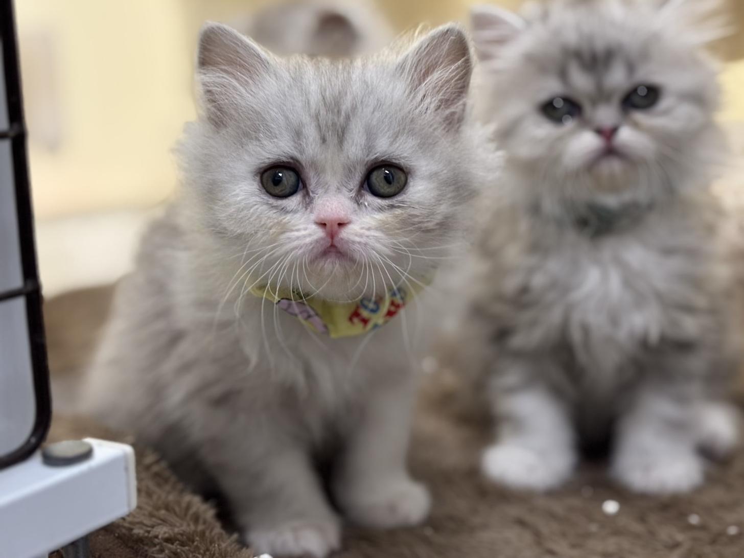 神奈川県のフォールデックス (Doggy Style 小田原店/2025年11月11日生まれ/男の子/シルバータビーホワイト)の子猫の2枚目の画像