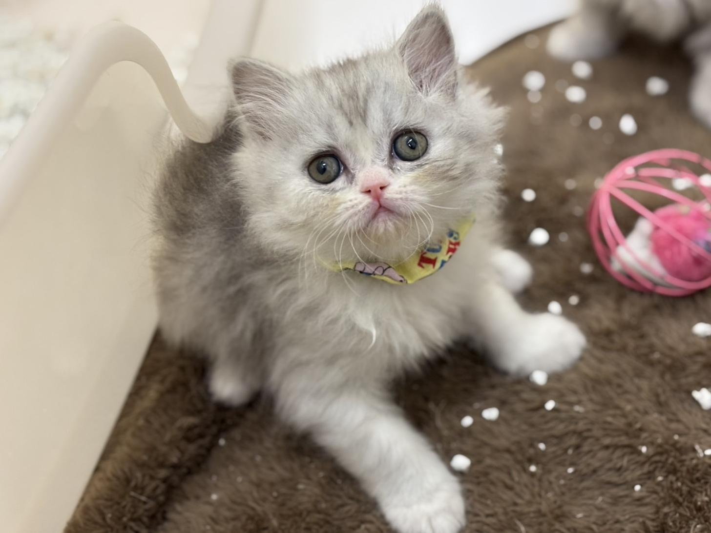 神奈川県のフォールデックス (Doggy Style 小田原店/2025年11月11日生まれ/男の子/シルバータビーホワイト)の子猫の3枚目の画像