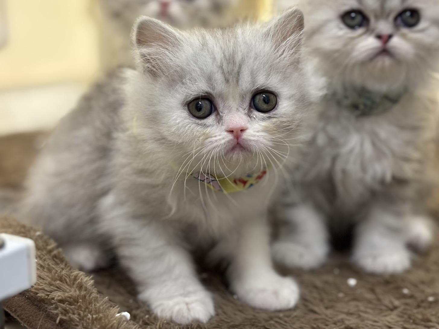 神奈川県のフォールデックス (Doggy Style 小田原店/2025年11月11日生まれ/男の子/シルバータビーホワイト)の子猫の4枚目の画像