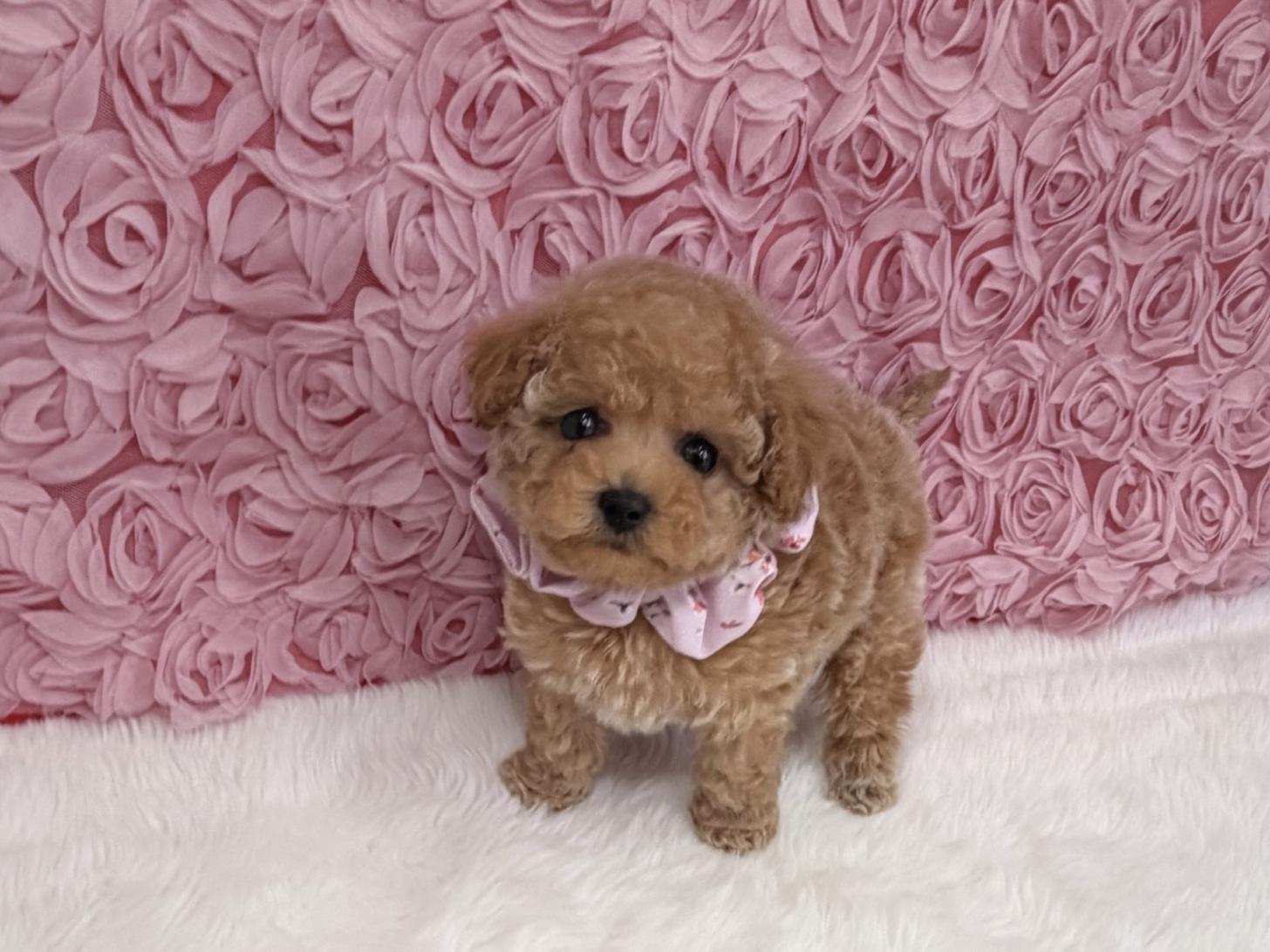 福岡県のトイプードル(タイニー) (ぱぴぷぺっと福岡店/2025年12月12日生まれ/女の子/アプリコット)の子犬の1枚目の画像