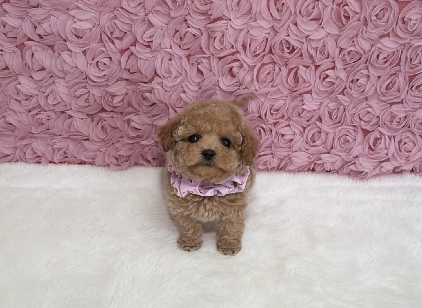 福岡県のトイプードル(タイニー) (ぱぴぷぺっと福岡店/2025年12月12日生まれ/女の子/アプリコット)の子犬の2枚目の画像