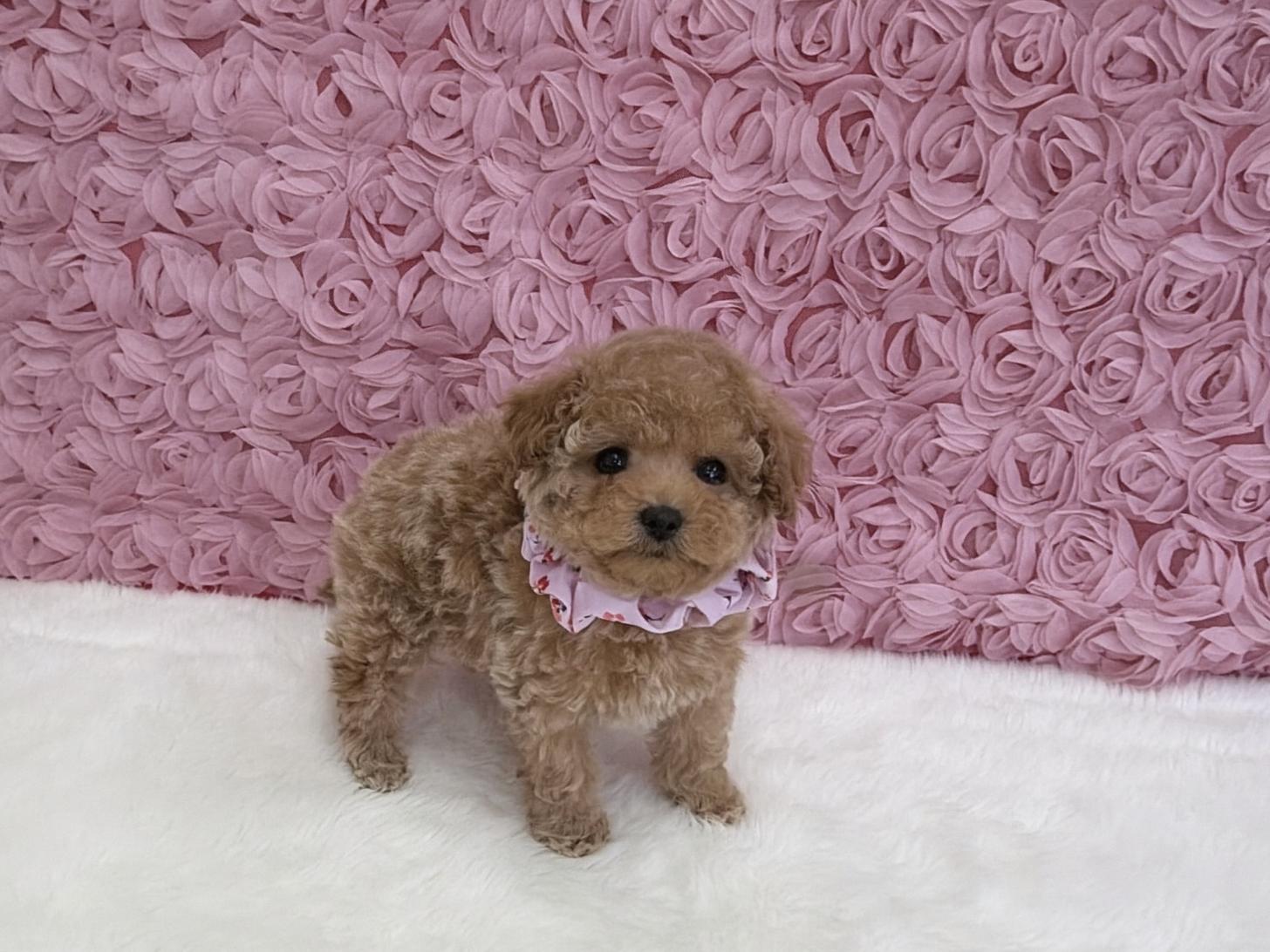 福岡県のトイプードル(タイニー) (ぱぴぷぺっと福岡店/2025年12月12日生まれ/女の子/アプリコット)の子犬の3枚目の画像