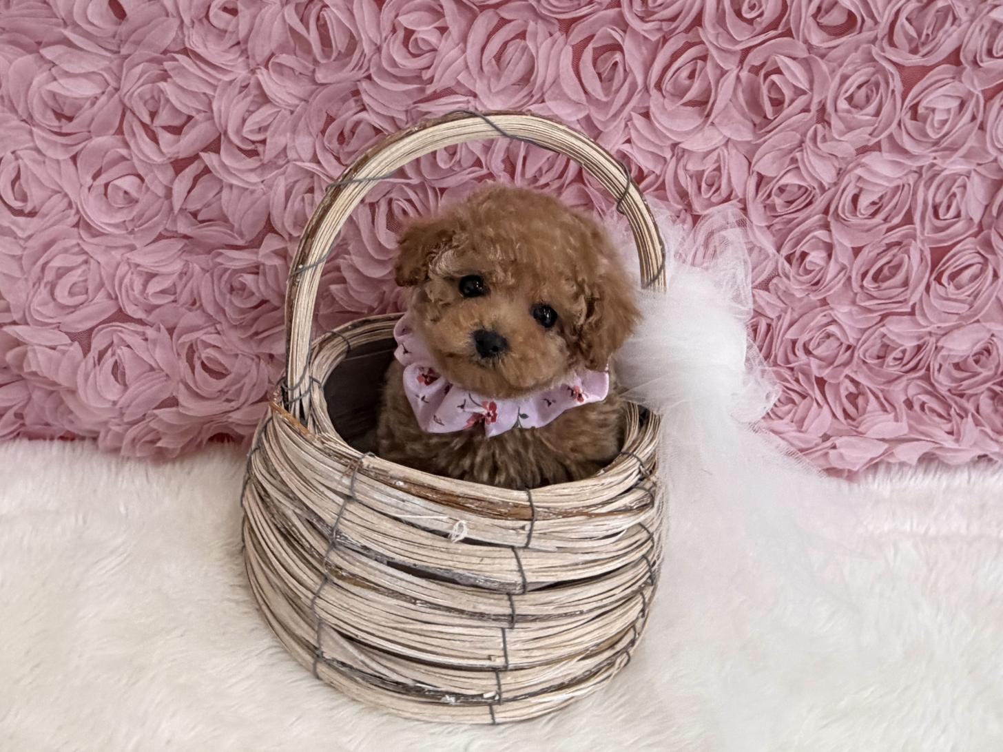 福岡県のトイプードル(タイニー) (ぱぴぷぺっと福岡店/2025年12月12日生まれ/女の子/アプリコット)の子犬の4枚目の画像