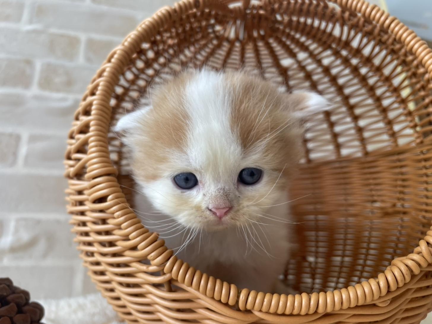 佐賀県のスコティッシュフォールド (スタードッグス新鳥栖店/2025年10月1日生まれ/男の子/レッドタビーホワイト)の子猫の1枚目の画像