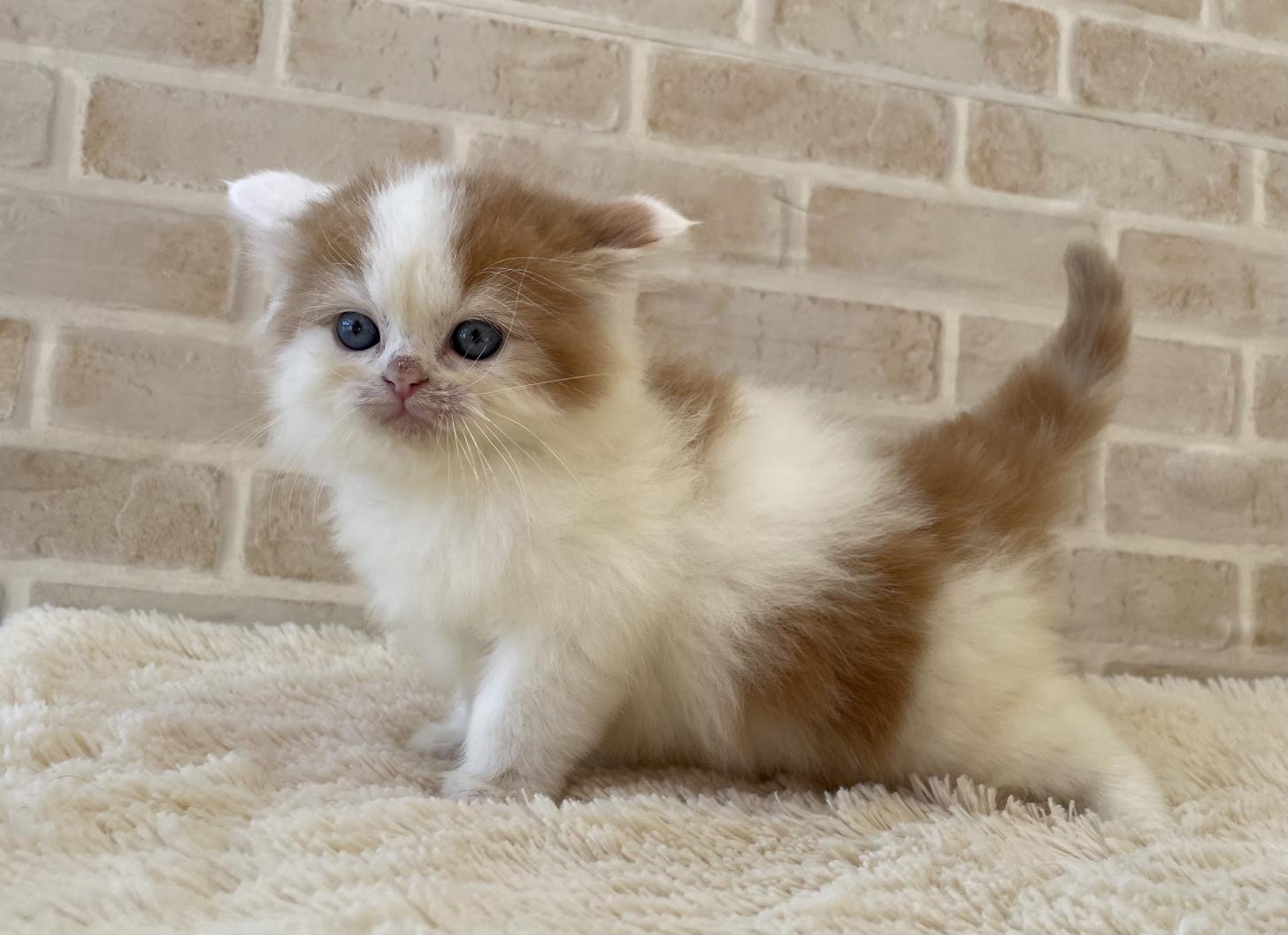 佐賀県のスコティッシュフォールド (スタードッグス新鳥栖店/2025年10月8日生まれ/男の子/レッドタビーホワイト)の子猫の1枚目の画像