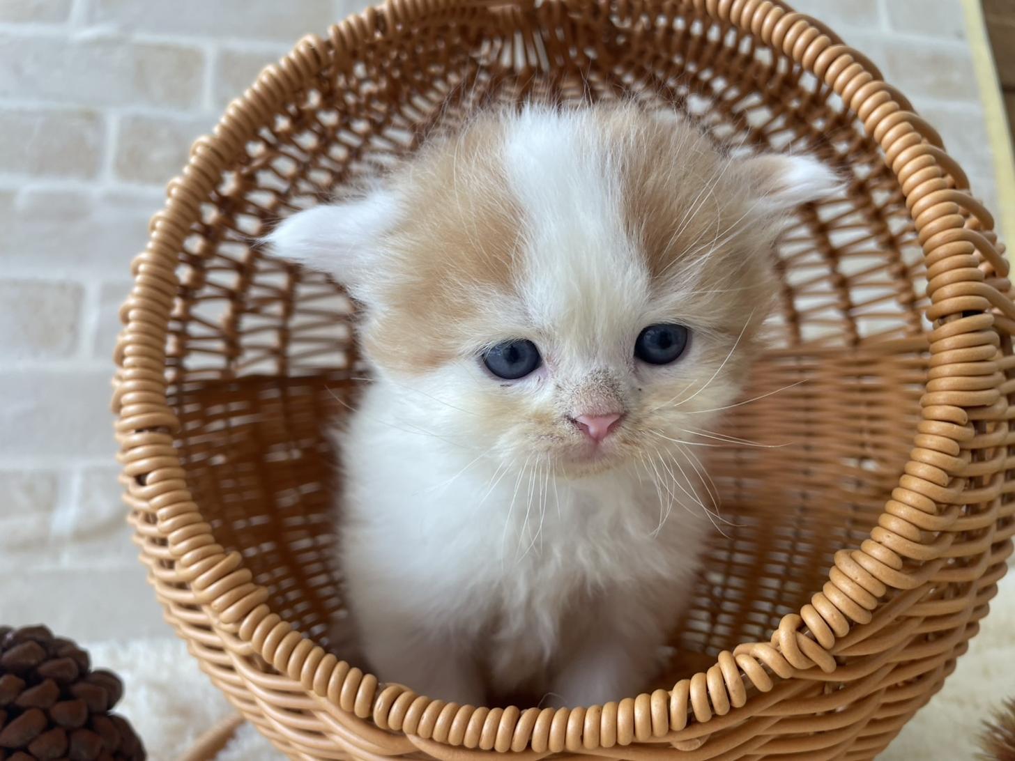 佐賀県のスコティッシュフォールド (スタードッグス新鳥栖店/2025年10月1日生まれ/男の子/レッドタビーホワイト)の子猫の2枚目の画像