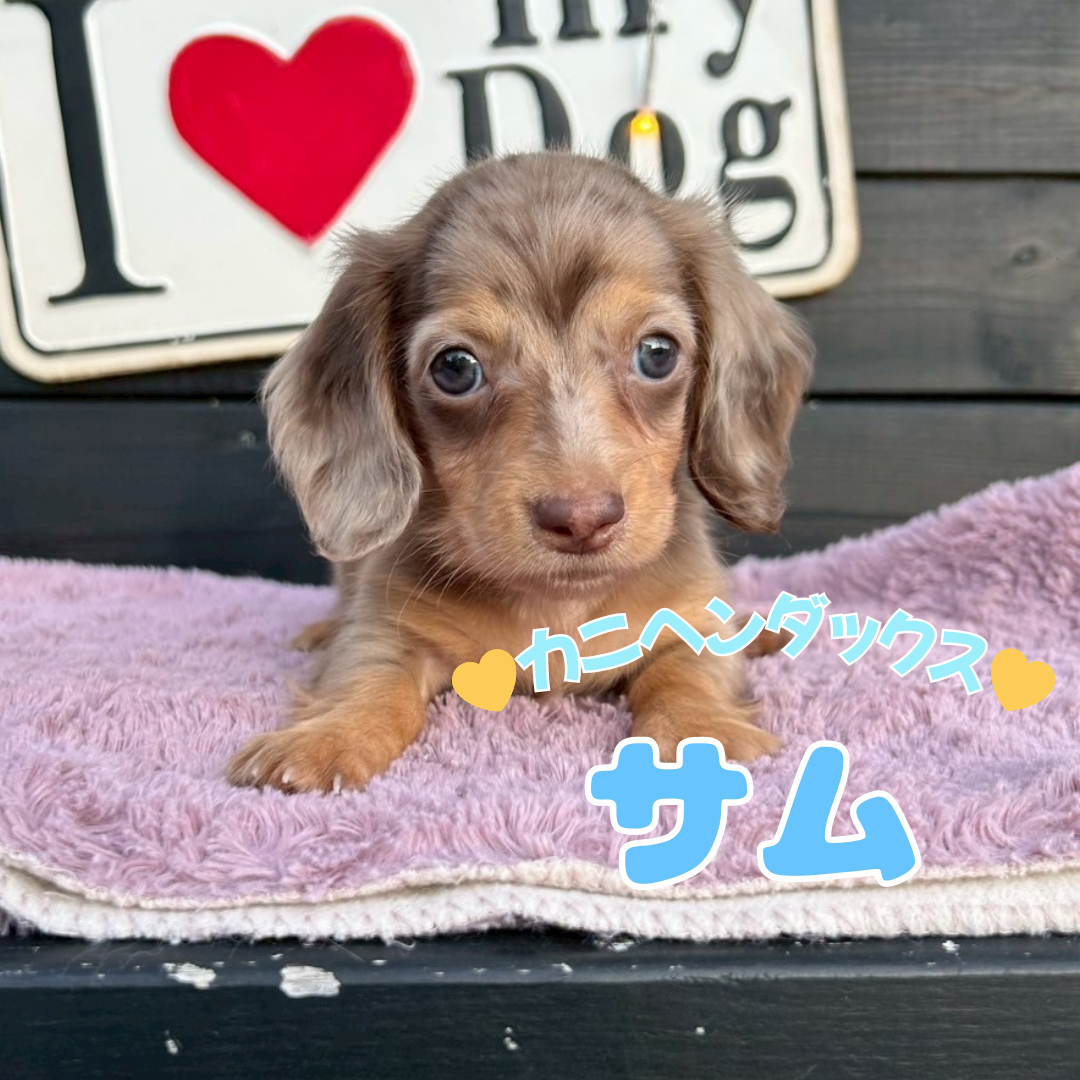 埼玉県のカニンヘンダックスフンド(ロング) (ADELE PETS/2025年6月10日生まれ/男の子/イザベラダップル)の子犬の1枚目の画像