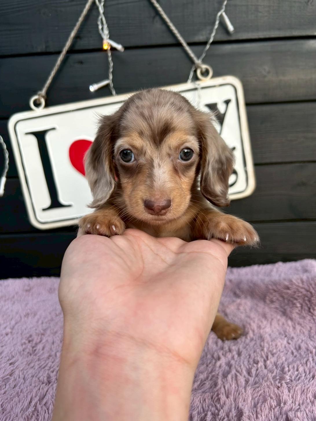 埼玉県のカニンヘンダックスフンド(ロング) (ADELE PETS/2025年6月10日生まれ/男の子/イザベラダップル)の子犬の3枚目の画像
