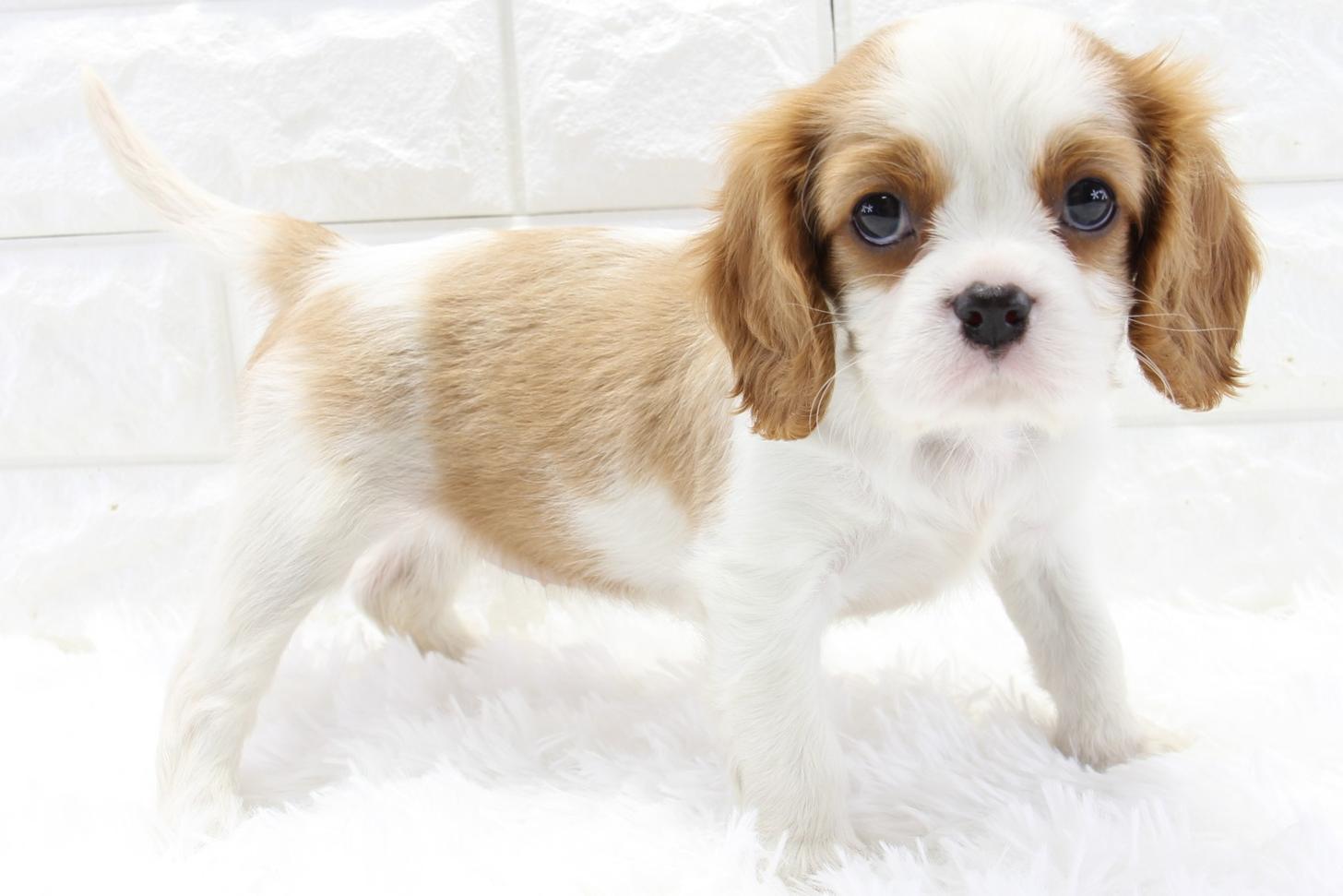 愛知県のキャバリアキングチャールズスパニエル (猫福家 名古屋南店/2026年2月19日生まれ/女の子/ブレンハイム)の子犬の1枚目の画像