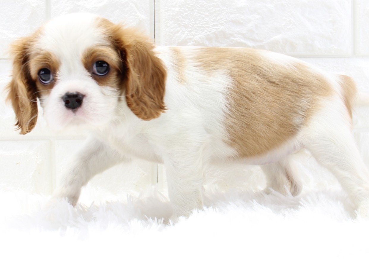 愛知県のキャバリアキングチャールズスパニエル (猫福家 名古屋南店/2026年2月19日生まれ/女の子/ブレンハイム)の子犬の2枚目の画像