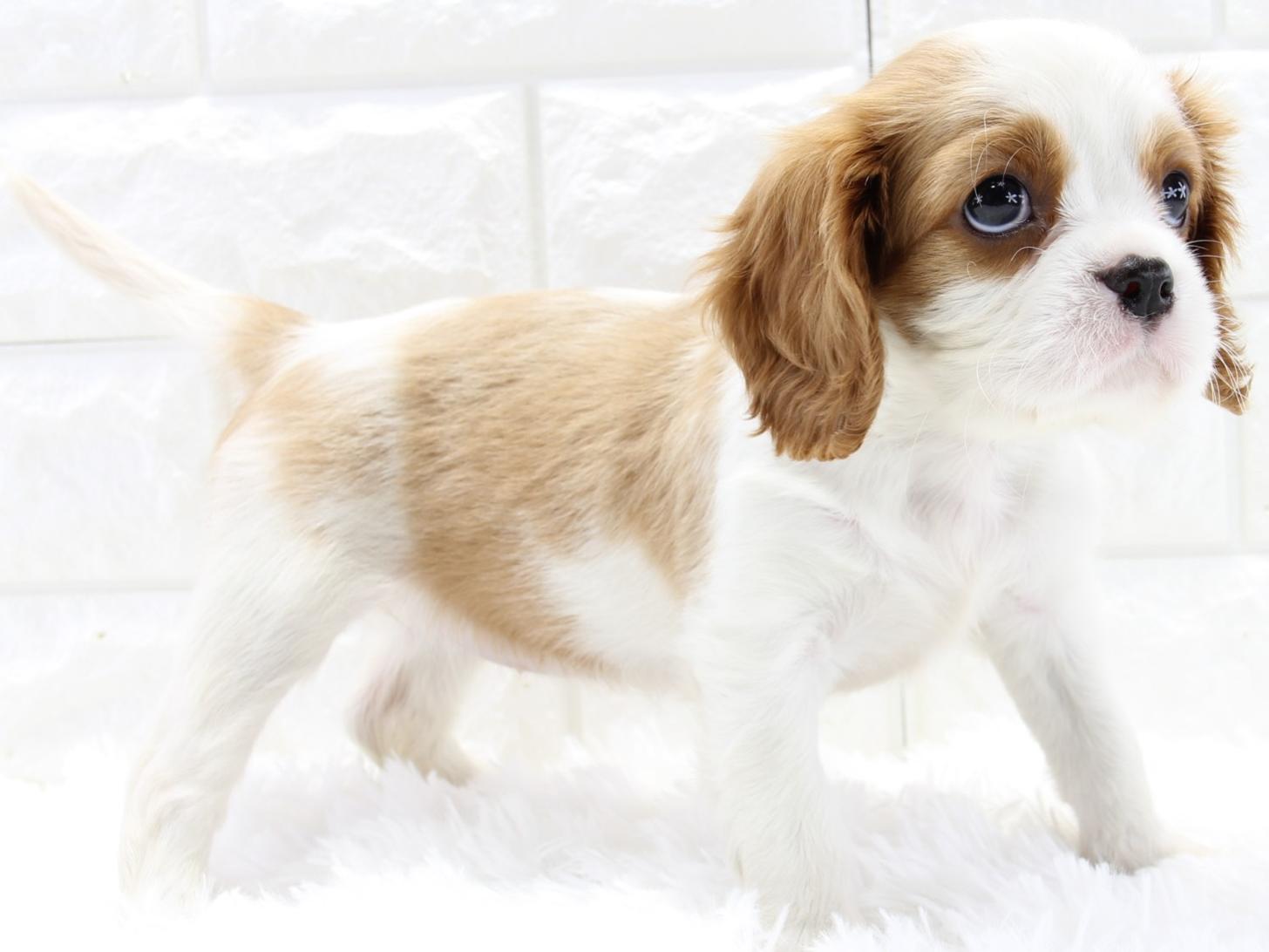 愛知県のキャバリアキングチャールズスパニエル (猫福家 名古屋南店/2026年2月19日生まれ/女の子/ブレンハイム)の子犬の3枚目の画像