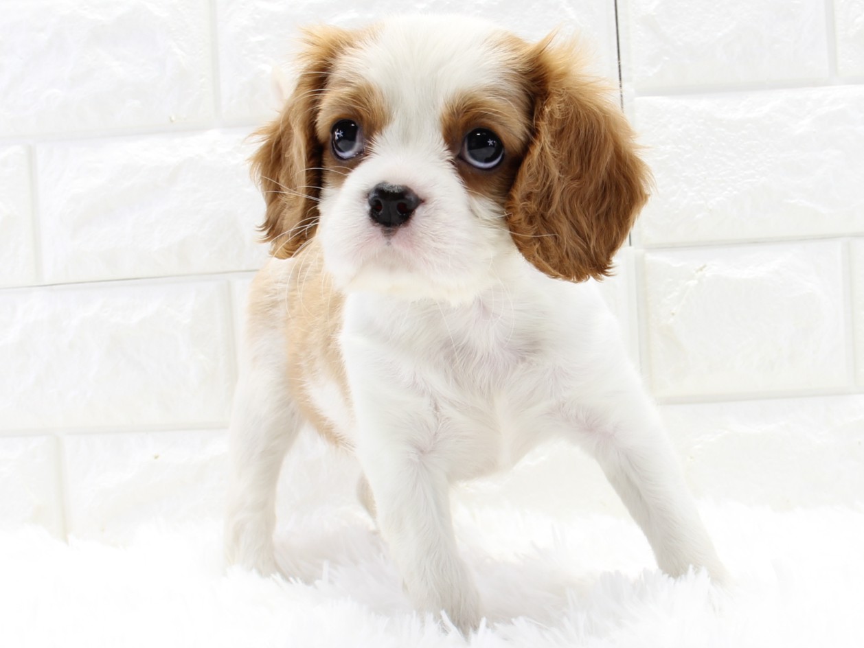 愛知県のキャバリアキングチャールズスパニエル (猫福家 名古屋南店/2026年2月19日生まれ/女の子/ブレンハイム)の子犬の4枚目の画像