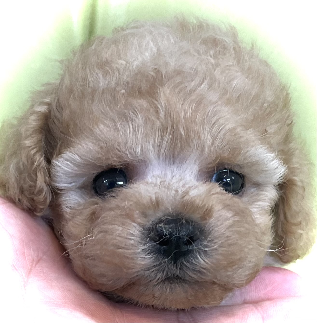 神奈川県のタイニープードル (Puppyカフェ/2025年5月21日生まれ/男の子/アプリコット)の子犬の1枚目の画像