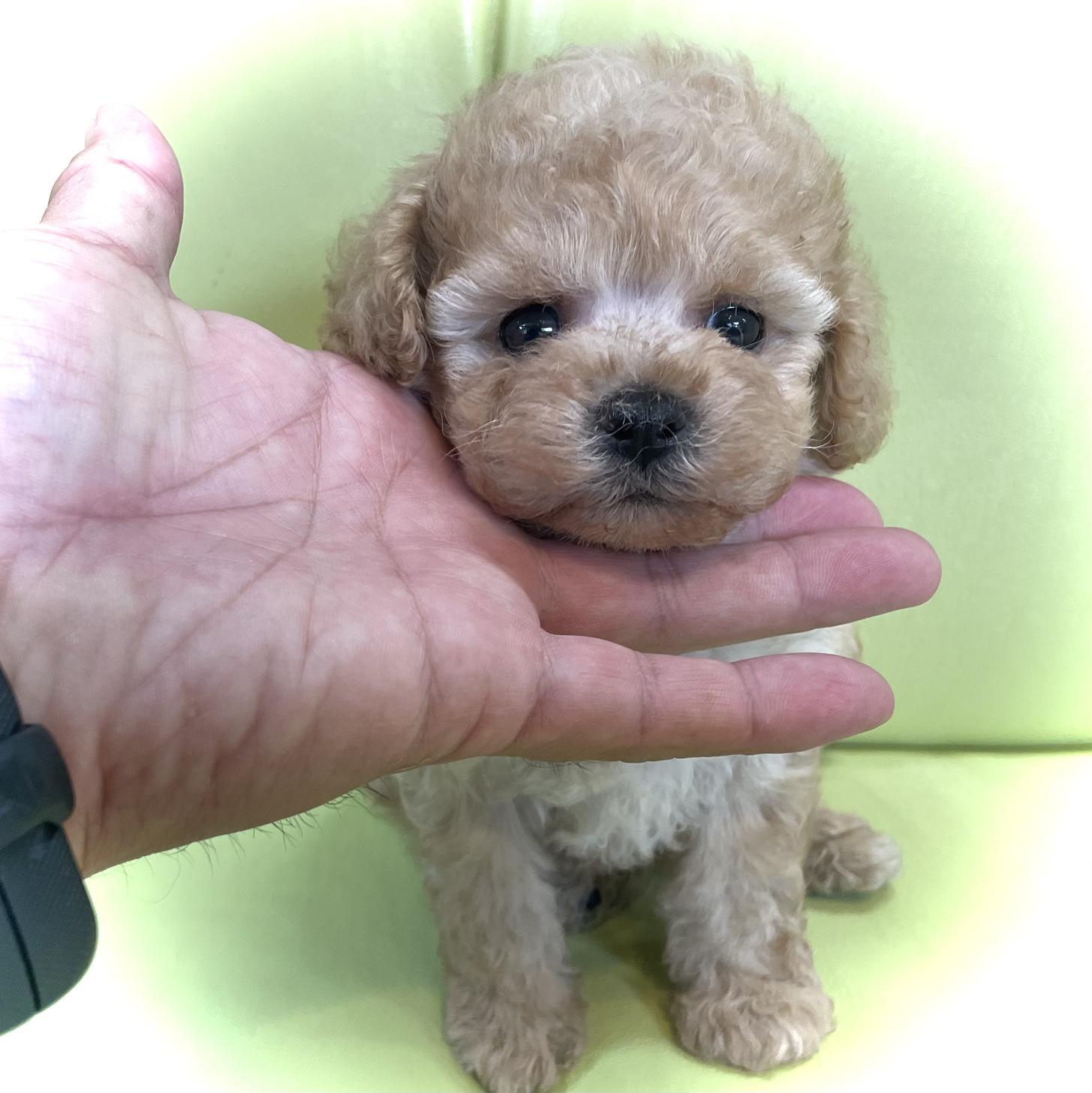 神奈川県のタイニープードル (Puppyカフェ/2025年5月21日生まれ/男の子/アプリコット)の子犬の2枚目の画像