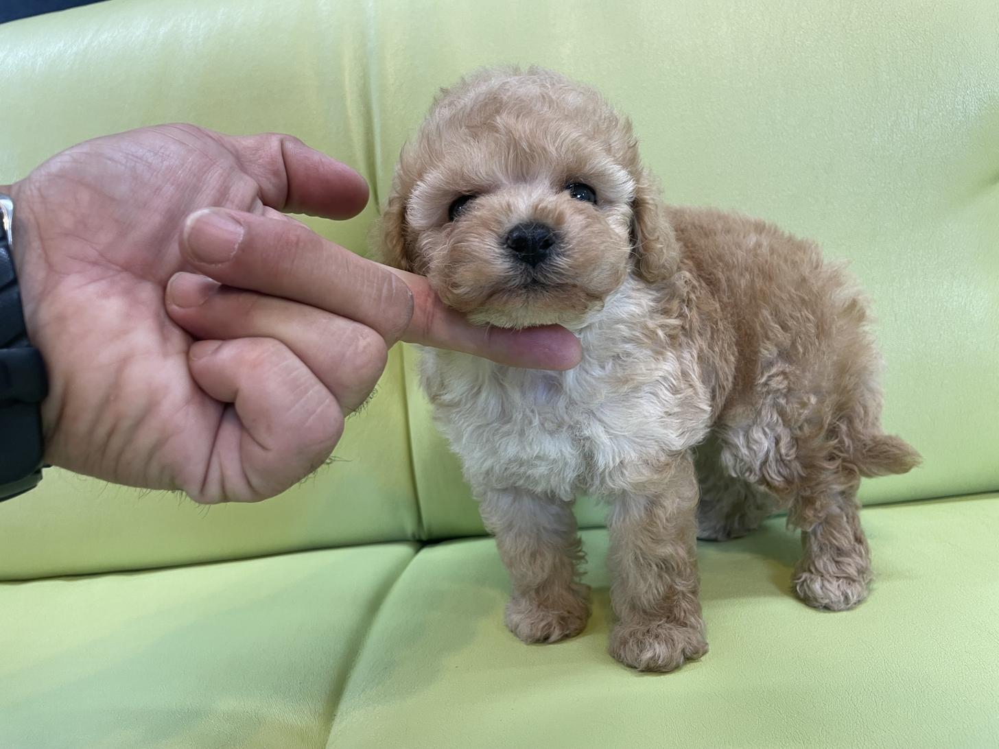 神奈川県のタイニープードル (Puppyカフェ/2025年5月21日生まれ/男の子/アプリコット)の子犬の3枚目の画像