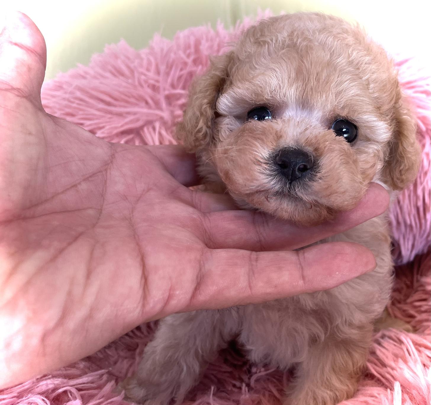 神奈川県のティーカッププードル (Puppyカフェ/2025年5月21日生まれ/男の子/アプリコット)の子犬の3枚目の画像