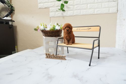 滋賀県のトイプードル(ティーカップ) (いっぷく湖南店/2026年1月19日生まれ/女の子/レッドフォーン)の子犬の1枚目の画像