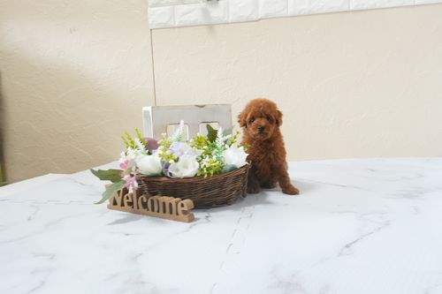 滋賀県のトイプードル(ティーカップ) (いっぷく湖南店/2026年1月19日生まれ/女の子/レッドフォーン)の子犬の2枚目の画像