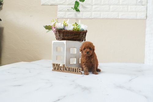 滋賀県のトイプードル(ティーカップ) (いっぷく湖南店/2026年1月19日生まれ/女の子/レッドフォーン)の子犬の3枚目の画像