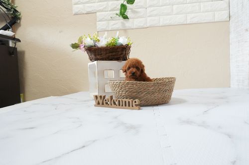 滋賀県のトイプードル(ティーカップ) (いっぷく湖南店/2026年1月19日生まれ/女の子/レッドフォーン)の子犬の4枚目の画像