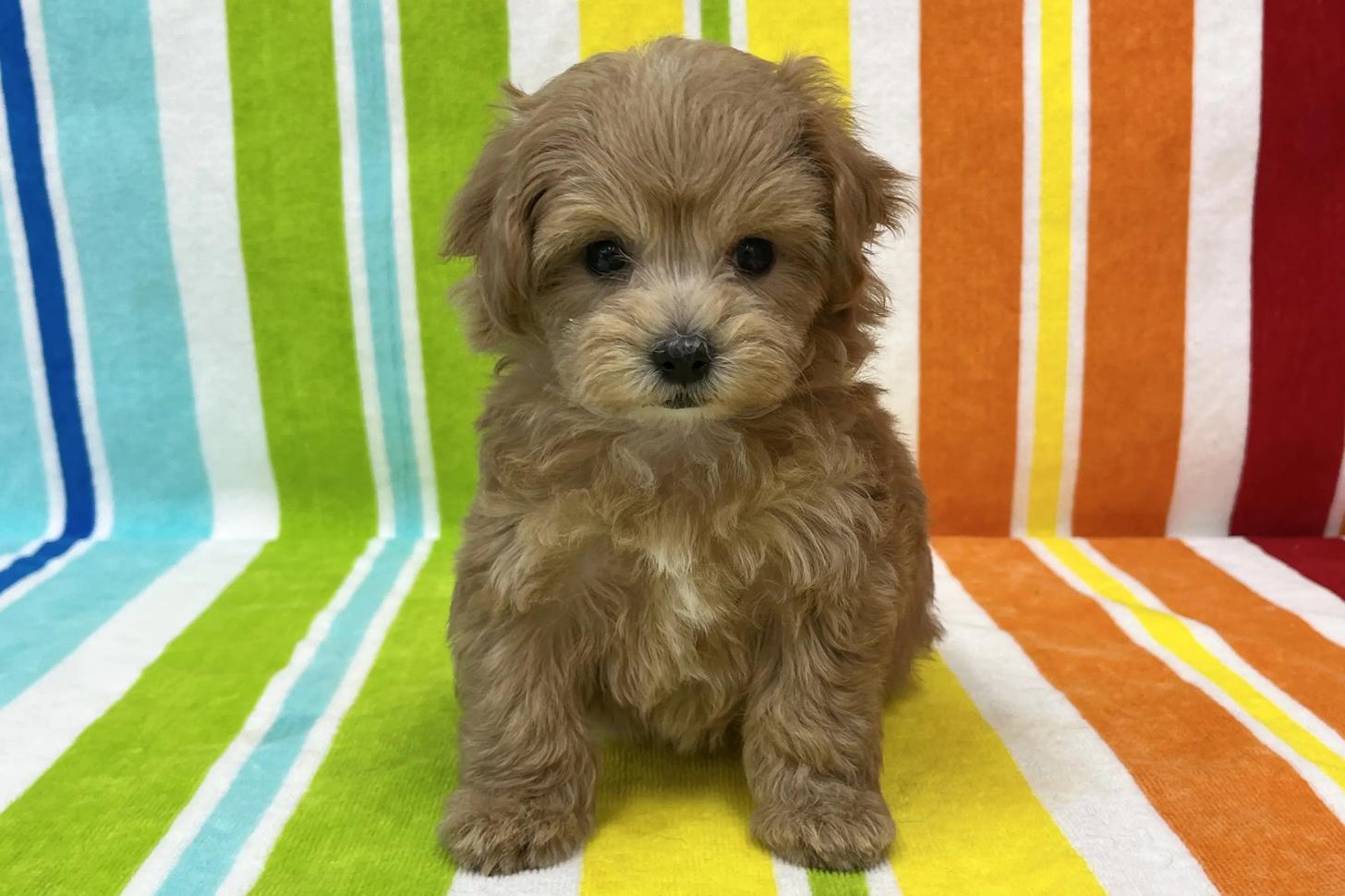 愛知県のマルプー(マルチーズ×プードル) (ハピースペット一宮三条アミーゴ店/2025年12月10日生まれ/女の子/その他色)の子犬の1枚目の画像