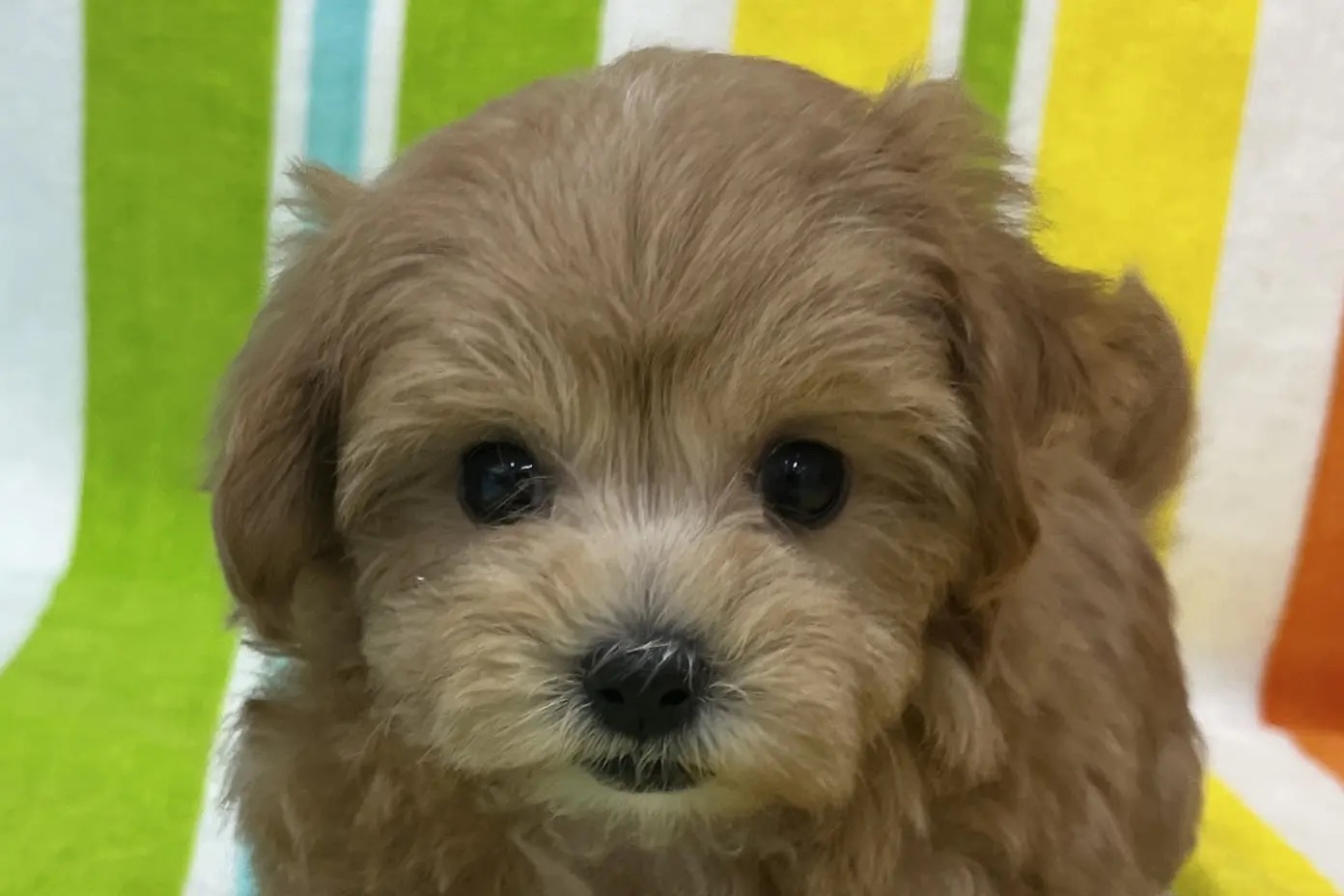 愛知県のマルプー(マルチーズ×プードル) (ハピースペット一宮三条アミーゴ店/2025年12月10日生まれ/女の子/その他色)の子犬の2枚目の画像