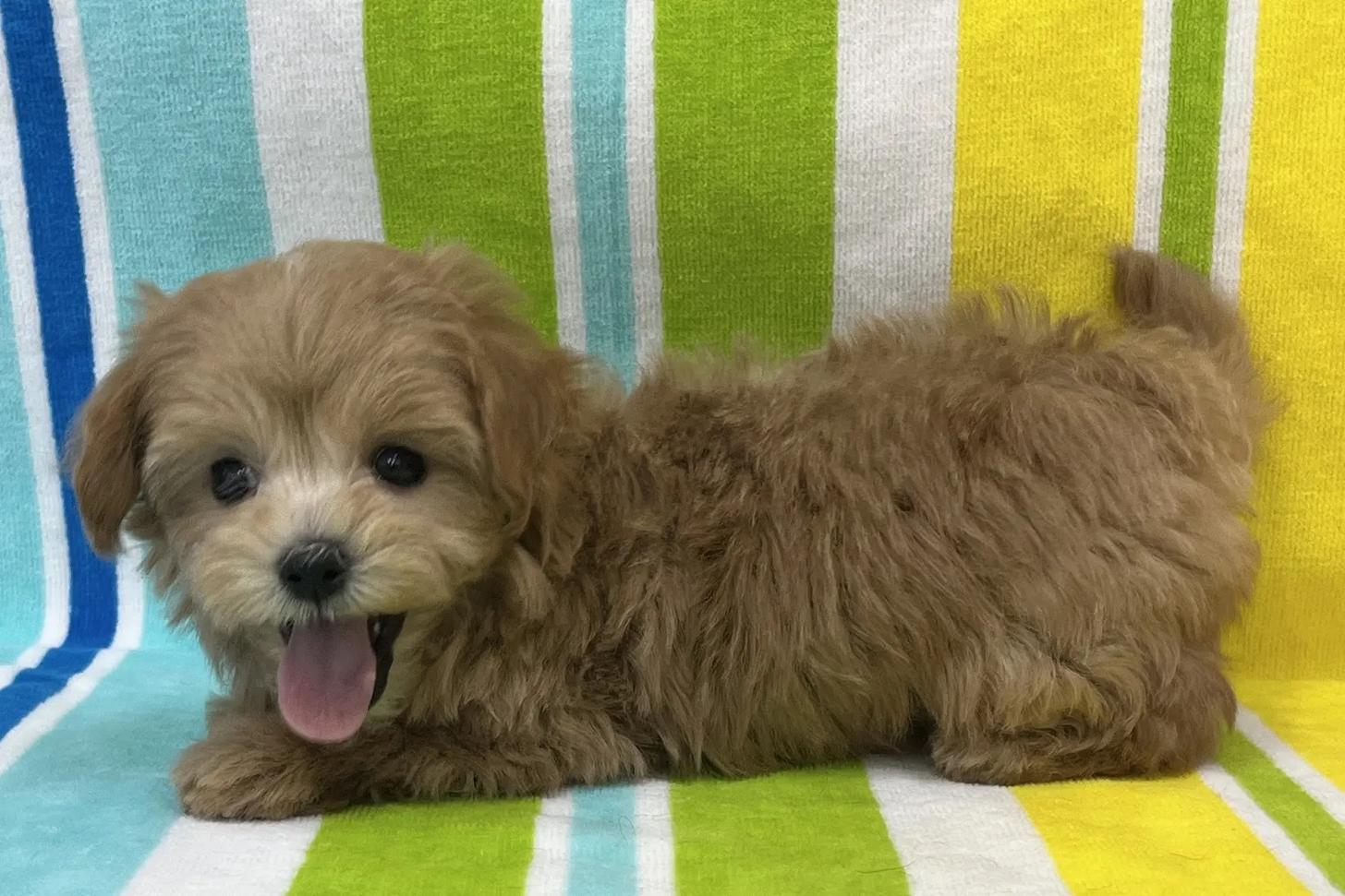 愛知県のマルプー(マルチーズ×プードル) (ハピースペット一宮三条アミーゴ店/2025年12月10日生まれ/女の子/その他色)の子犬の3枚目の画像