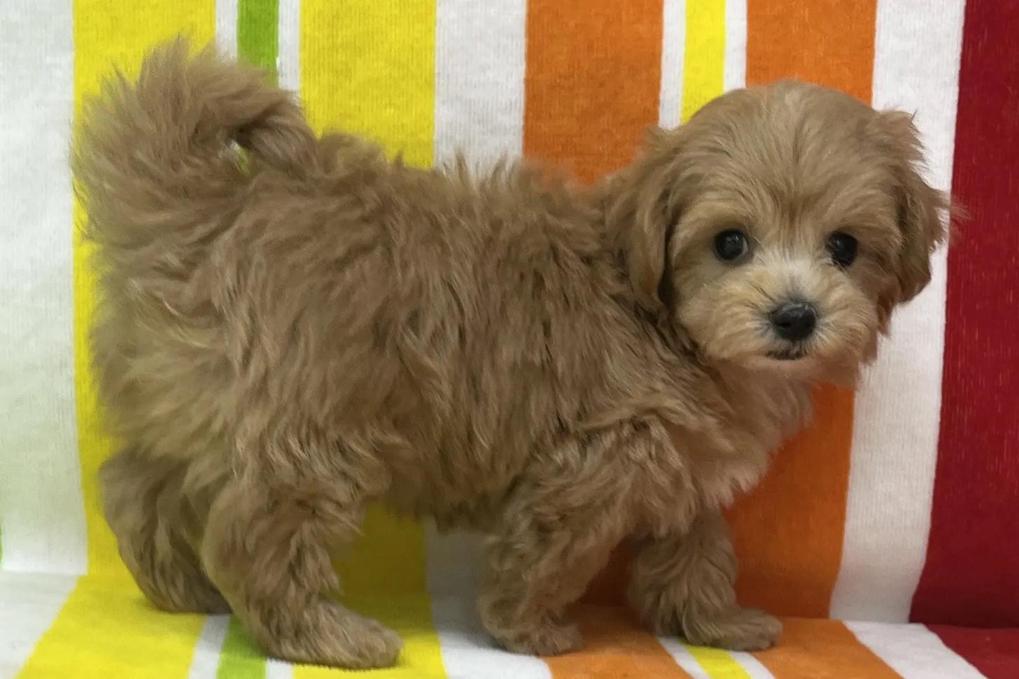 愛知県のマルプー(マルチーズ×プードル) (ハピースペット一宮三条アミーゴ店/2025年12月10日生まれ/女の子/その他色)の子犬の4枚目の画像