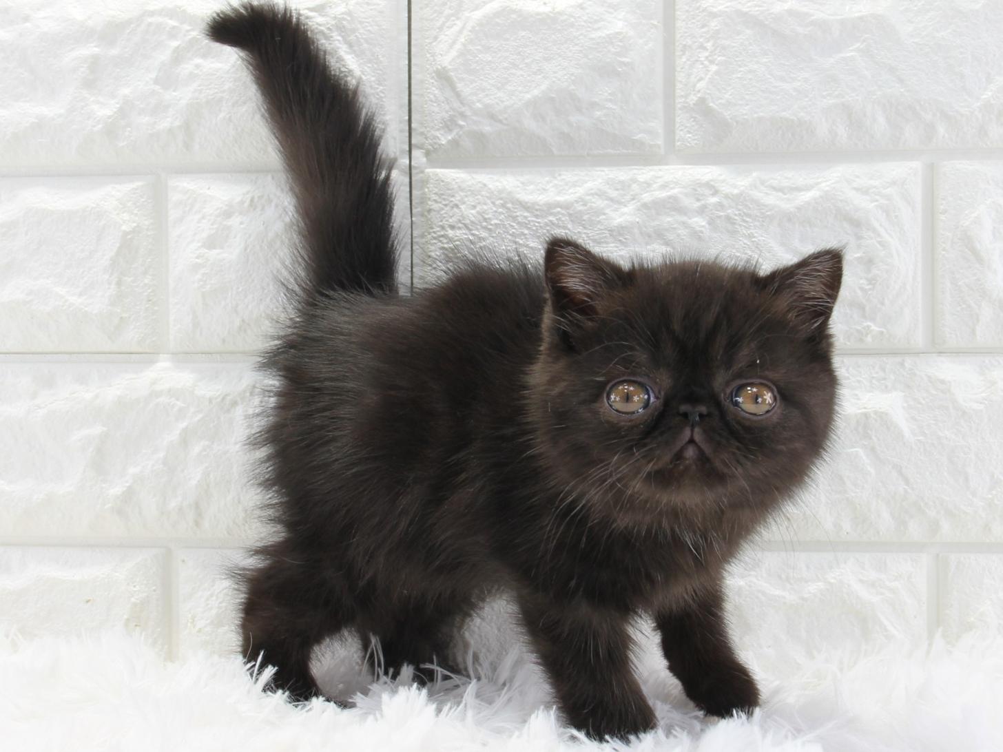 2025年12月1日生まれのエキゾチックショートヘアー