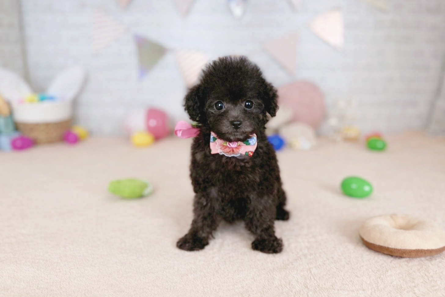 北海道のトイプードル(トイ) (ペットショップだんぼ/2026年2月5日生まれ/女の子/シルバー)の子犬の1枚目の画像