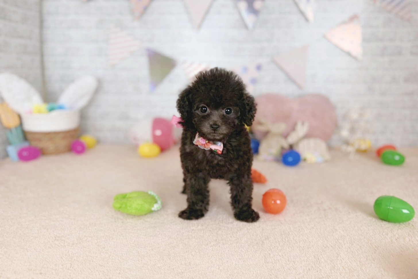 北海道のトイプードル(トイ) (ペットショップだんぼ/2026年2月5日生まれ/女の子/シルバー)の子犬の2枚目の画像