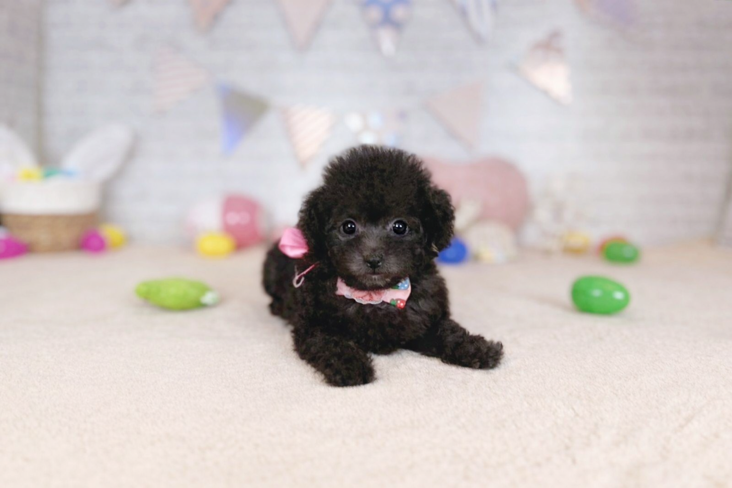 北海道のトイプードル(トイ) (ペットショップだんぼ/2026年2月5日生まれ/女の子/シルバー)の子犬の3枚目の画像