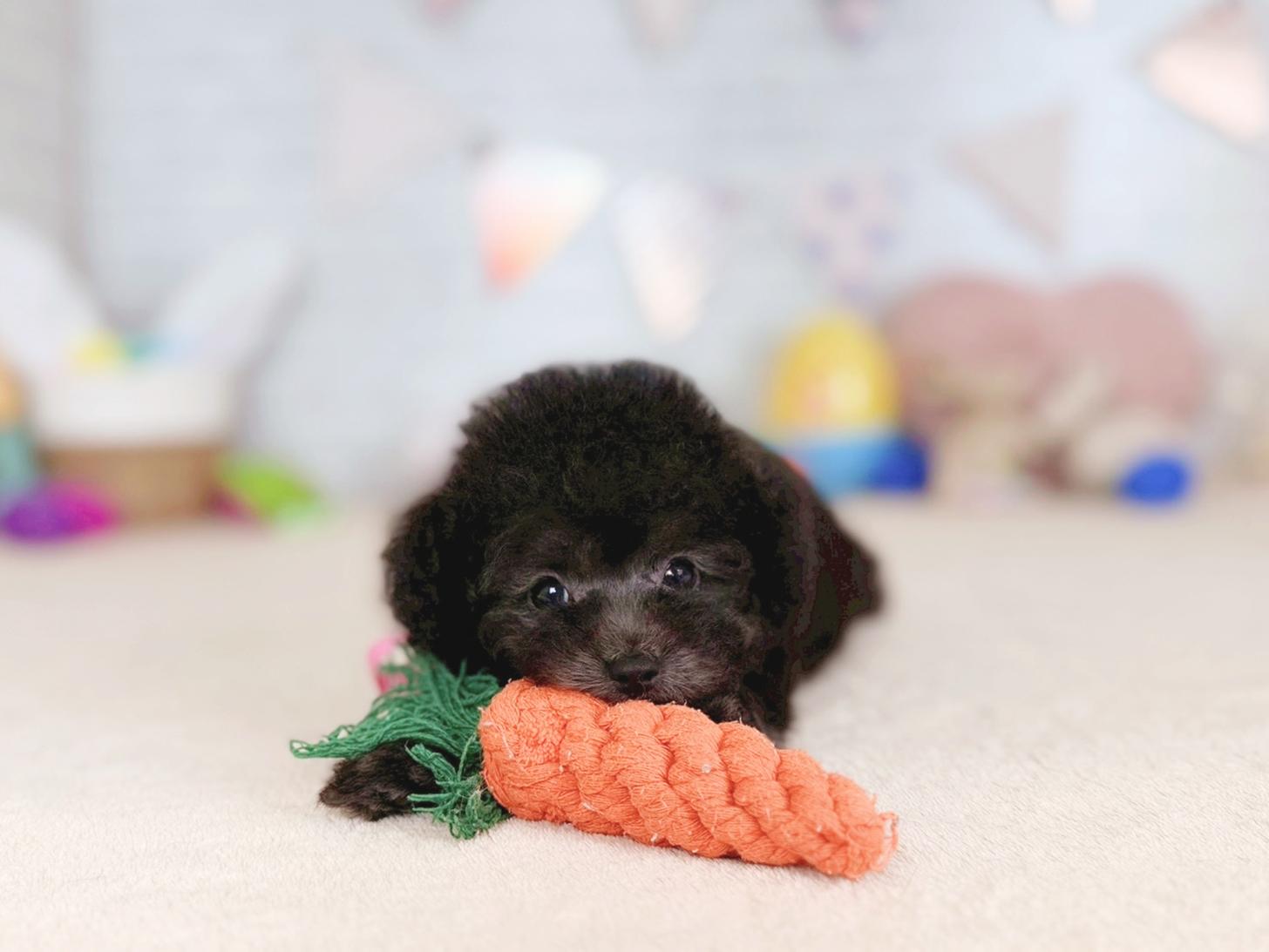 北海道のトイプードル(トイ) (ペットショップだんぼ/2026年2月5日生まれ/女の子/シルバー)の子犬の4枚目の画像