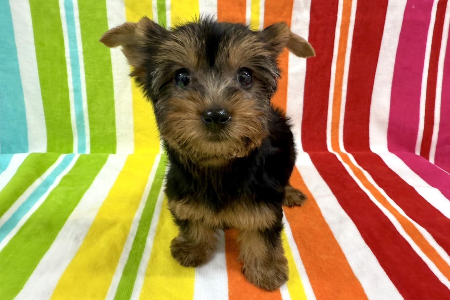 愛知県のヨークシャーテリア (ハピースペット一宮三条アミーゴ店/2025年9月24日生まれ/女の子/スチールブルータン)の子犬の1枚目の画像