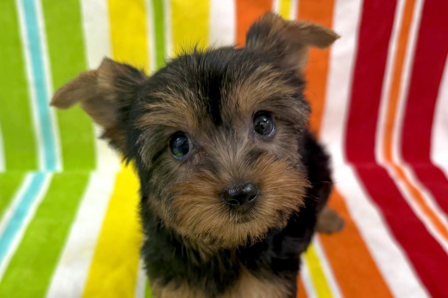 愛知県のヨークシャーテリア (ハピースペット一宮三条アミーゴ店/2025年9月24日生まれ/女の子/スチールブルータン)の子犬の2枚目の画像