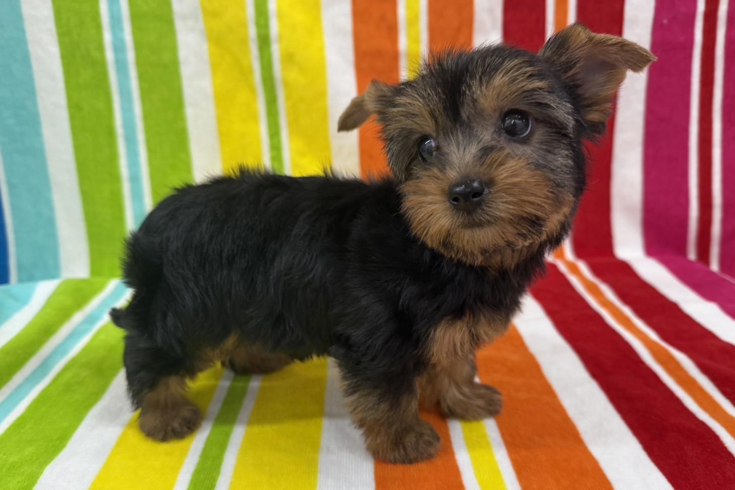 愛知県のヨークシャーテリア (ハピースペット一宮三条アミーゴ店/2025年9月24日生まれ/女の子/スチールブルータン)の子犬の3枚目の画像