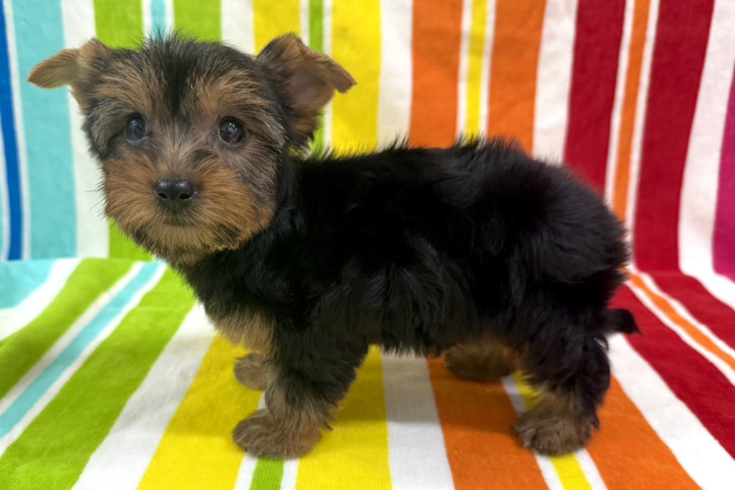 愛知県のヨークシャーテリア (ハピースペット一宮三条アミーゴ店/2025年9月24日生まれ/女の子/スチールブルータン)の子犬の4枚目の画像
