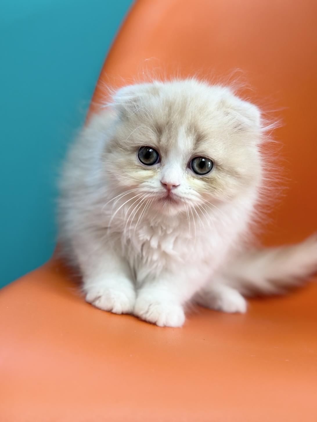 埼玉県のスコティッシュフォールド (ペッツスマイル加須インター店/2025年9月27日生まれ/女の子/クリームホワイト)の子猫の1枚目の画像