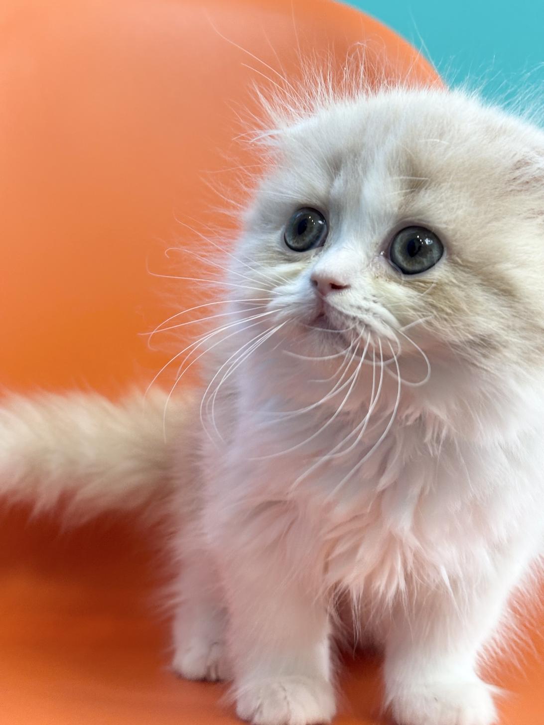 埼玉県のスコティッシュフォールド (ペッツスマイル加須インター店/2025年9月27日生まれ/女の子/クリームホワイト)の子猫の2枚目の画像