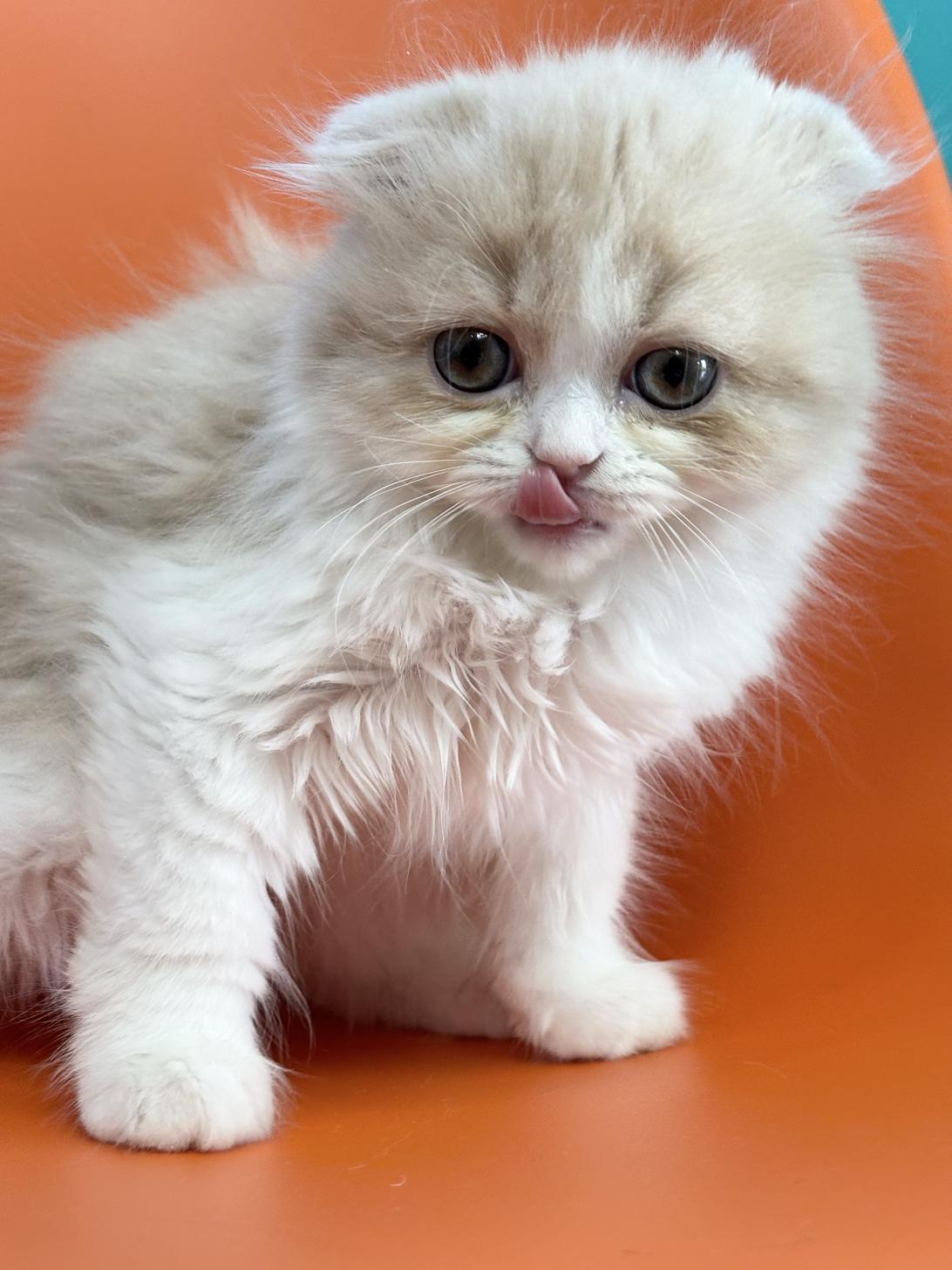 埼玉県のスコティッシュフォールド (ペッツスマイル加須インター店/2025年9月27日生まれ/女の子/クリームホワイト)の子猫の3枚目の画像