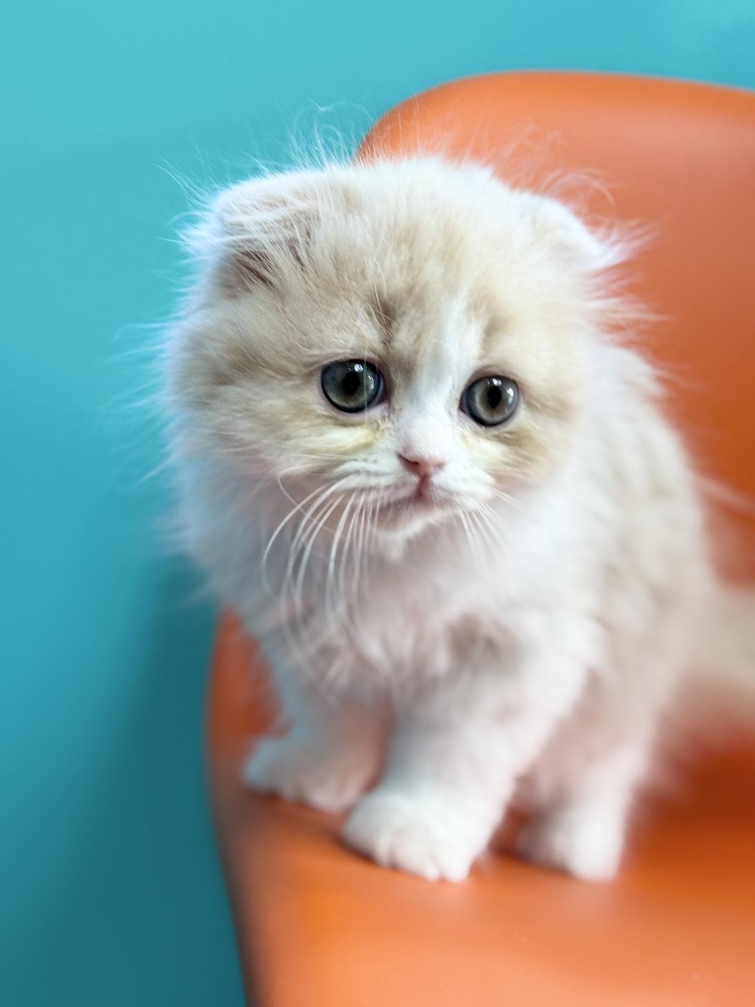 埼玉県のスコティッシュフォールド (ペッツスマイル加須インター店/2025年9月27日生まれ/女の子/クリームホワイト)の子猫の4枚目の画像